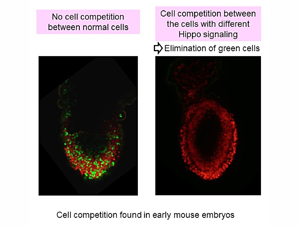 Cell competition found in early mouse embryos