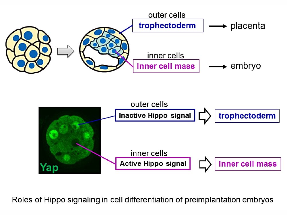 Roles of Hillo signaling in cell differentiation of preimplantation embryos