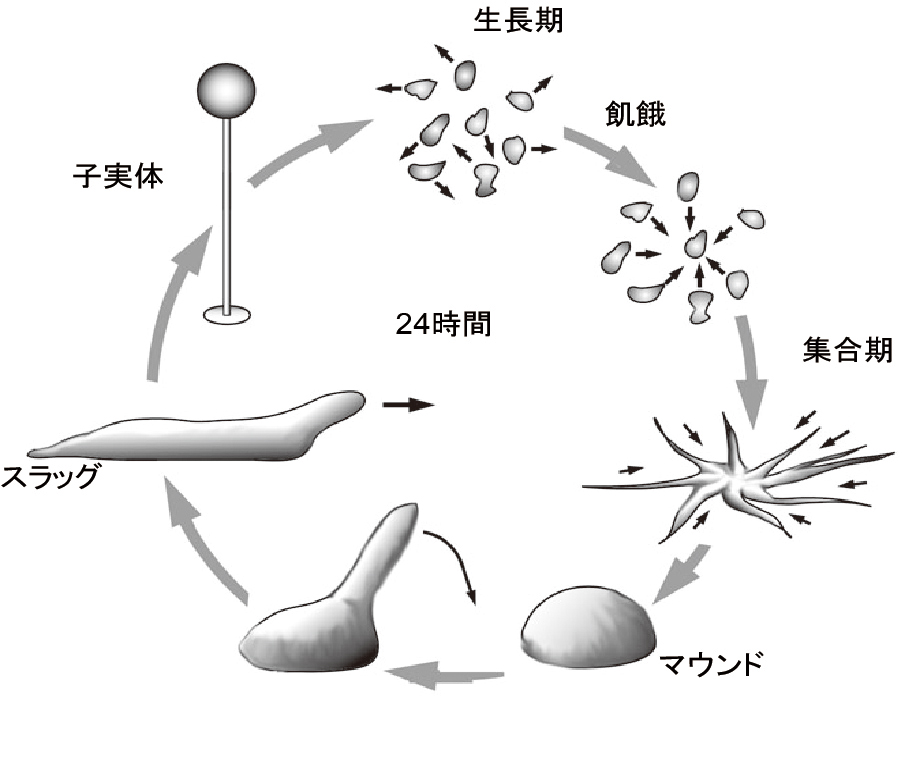 細胞性粘菌の生活様式