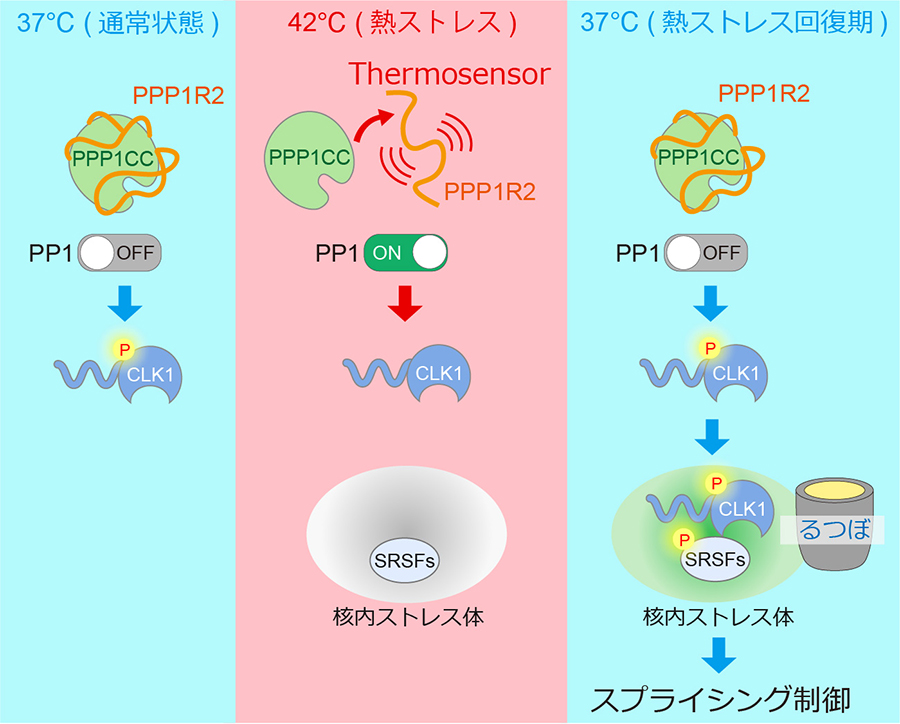 天然変性タンパク質が核内ストレス体の「るつぼ機能」を制御ー 細胞内の「新型温度センサー」を発見!ー 天然変性タンパク質が核内ストレス体の「るつぼ機能」を制御ー 細胞内の「新型温度センサー」を発見!ー