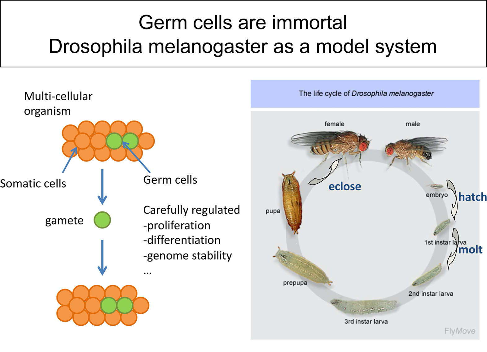 (fig.1) Fruit fly model for showing characteristics of germ cells