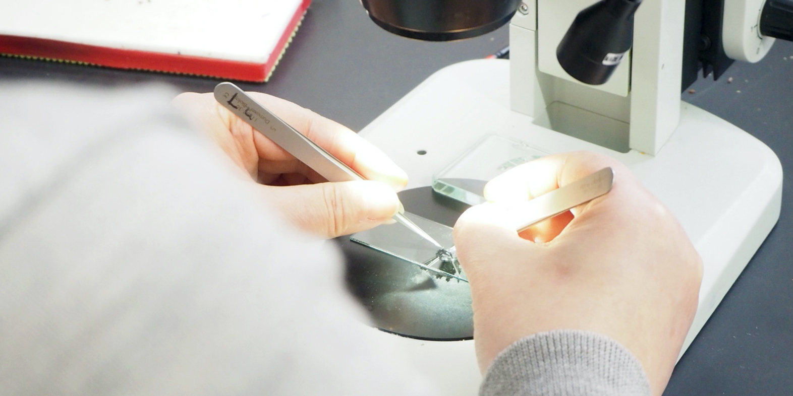 SA Assist. Prof. SUYAMA demonstrates how to place fruit fly ovaries on a glass slide