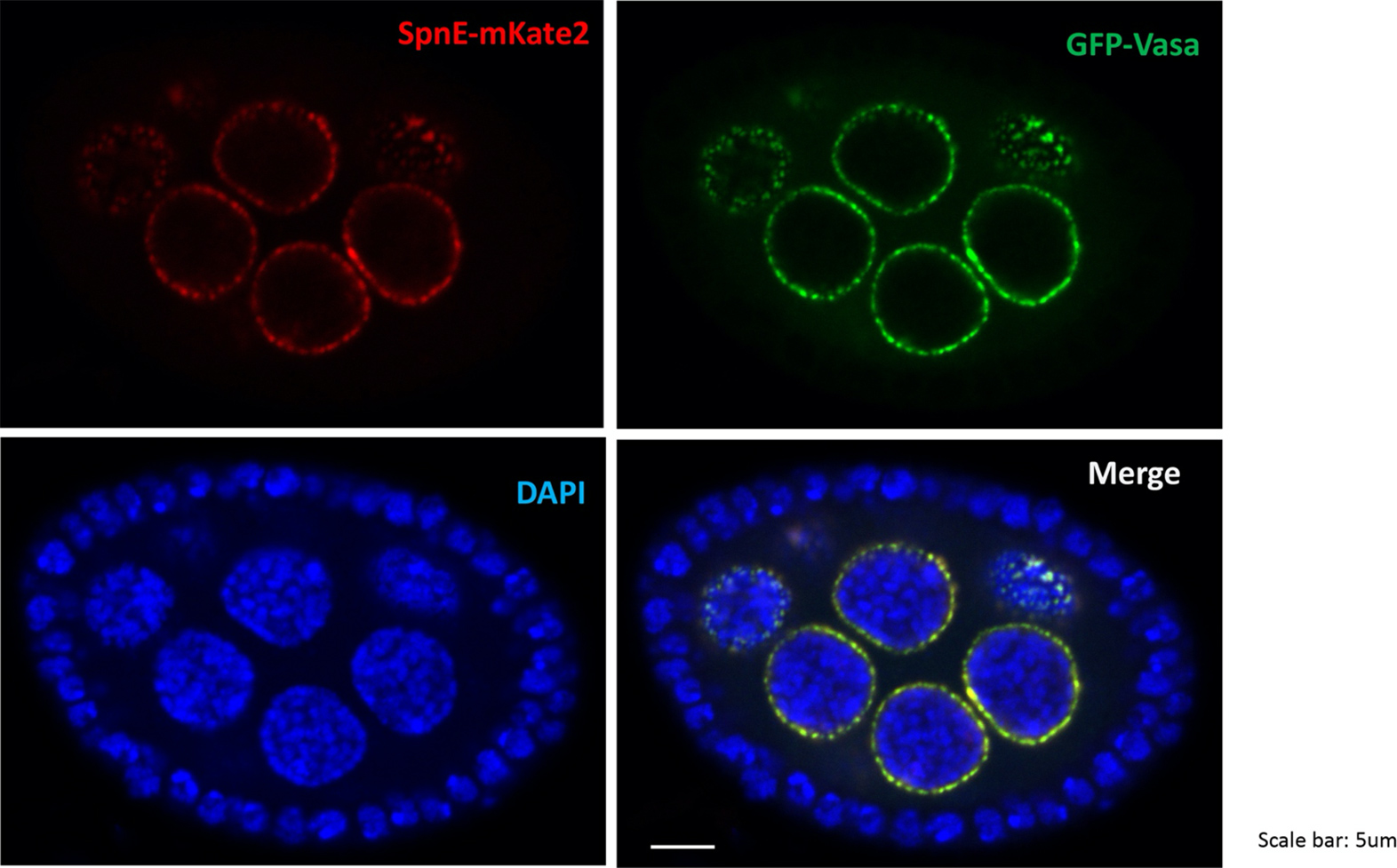 Nuclear DNA and Nuage proteins dyed red, green, and blue