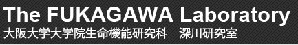 国立遺伝学研究所 分子遺伝研究部門 深川研究室