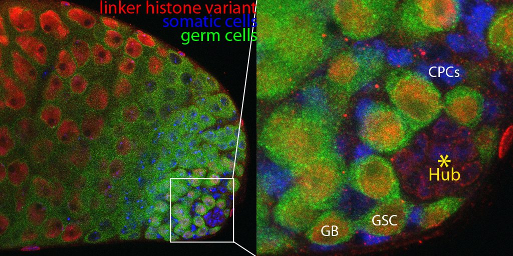 The niche in adult testes, hub