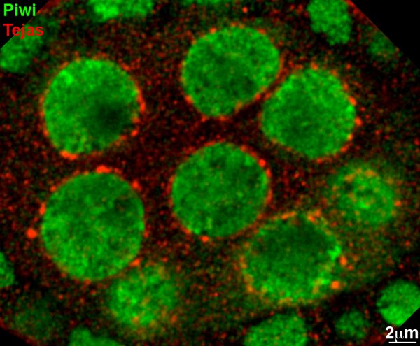 A confocal image showing one of Tudor domain proteins, Tejas (fly TDRD5 homolog), localized to nuage (red). Piwi involved in nuclear processing of piRNAs is shown in green. Tejas appears foci on the cytoplasmic face of the nurse cell nuclei.