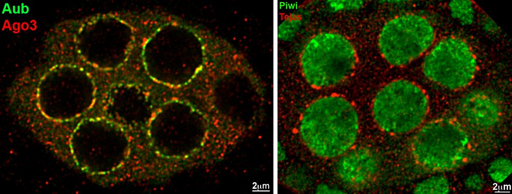 ショウジョウバエ卵室の piRNA 経路のタンパク質