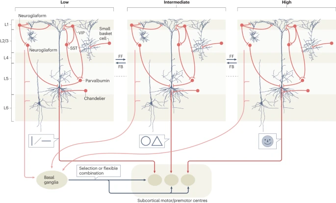 Shallow brain hypothesis