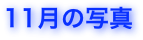 11月の写真
