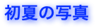 初夏の写真