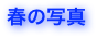 春の写真