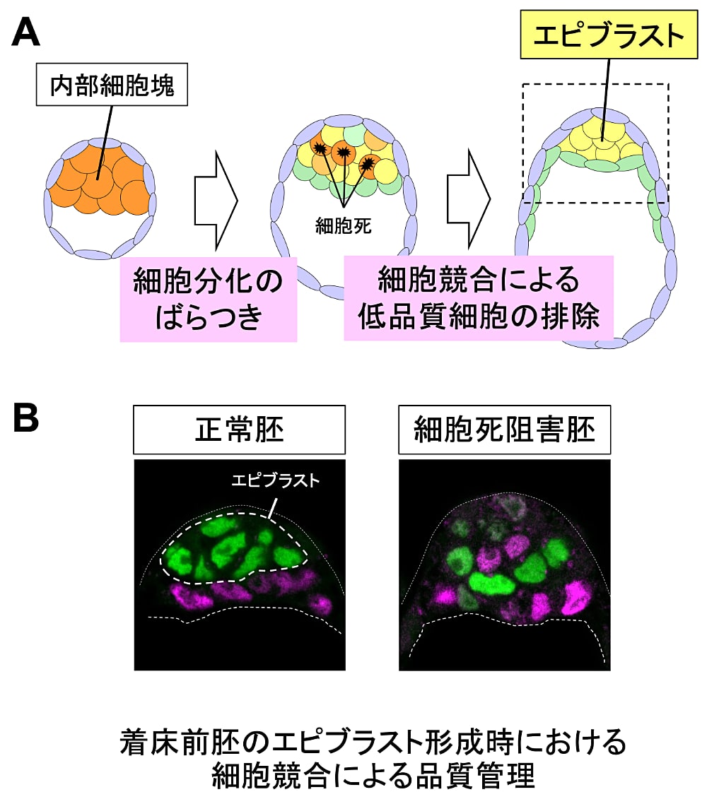 着床前胚のエピブラスト形成時における
細胞競合による品質管理