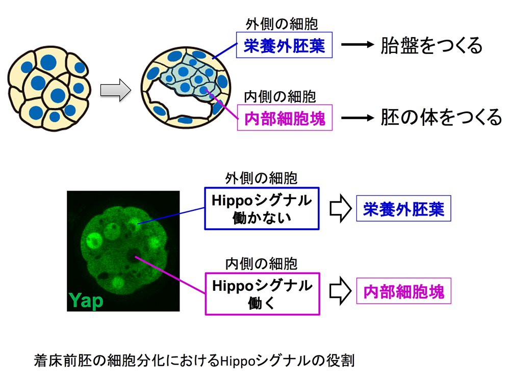 着床前胚の細胞分化におけるHippoシグナルの役割