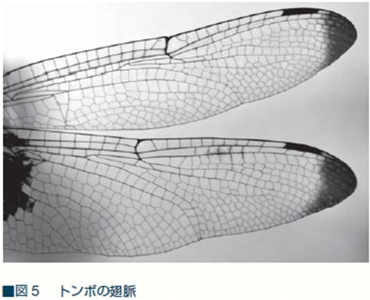 http://www.fbs.osaka-u.ac.jp/labs/skondo/saibokogaku/kirinfigs/tombo.png