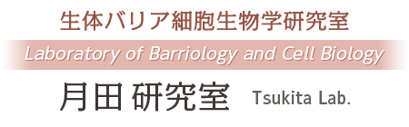 月田研究室 Tsukita Lab.（生体バリア細胞生物学研究室：Laboratory of Barriology and Cell Biology）