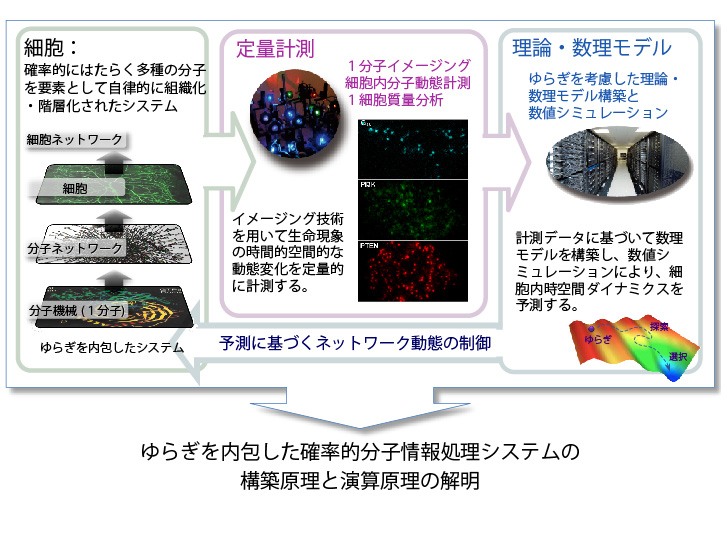 生体内ゆらぎの理解を求めて